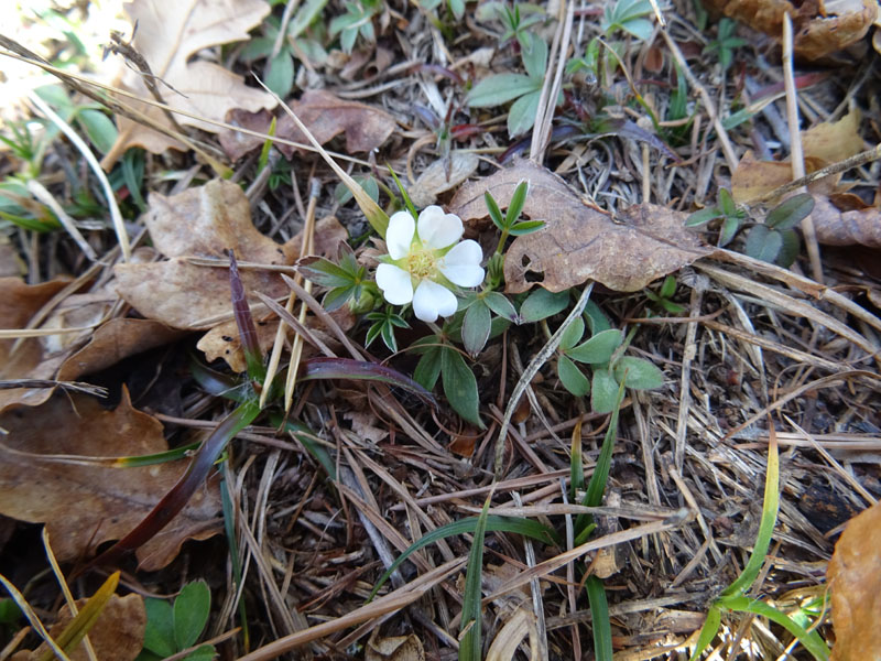 Potentilla alba / Cinquefoglia bianca